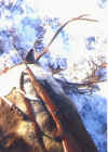 elk1.jpg (41802 bytes)