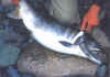 trout1.jpg (30480 bytes)